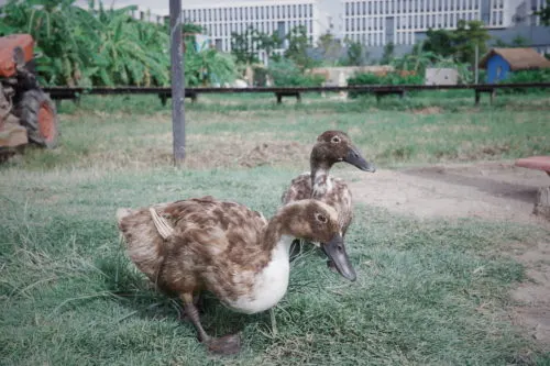 SANSIRI BACKYARD T77