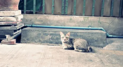 バンコクのCAT HOTEL