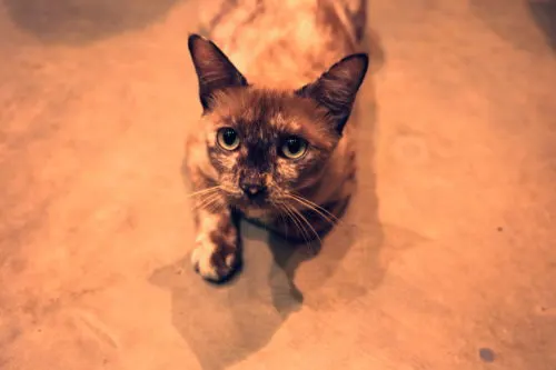 バンコクのCAT HOTEL