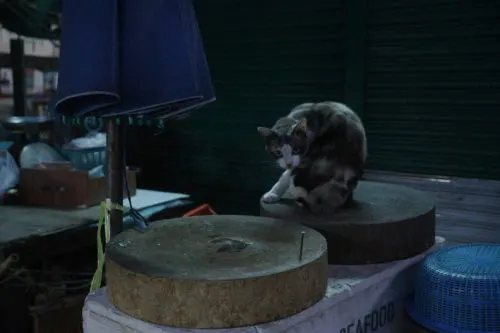 バンコクのCAT HOTEL