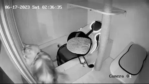 バンコクのCAT HOTEL