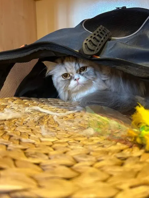 バンコクのCAT HOTEL