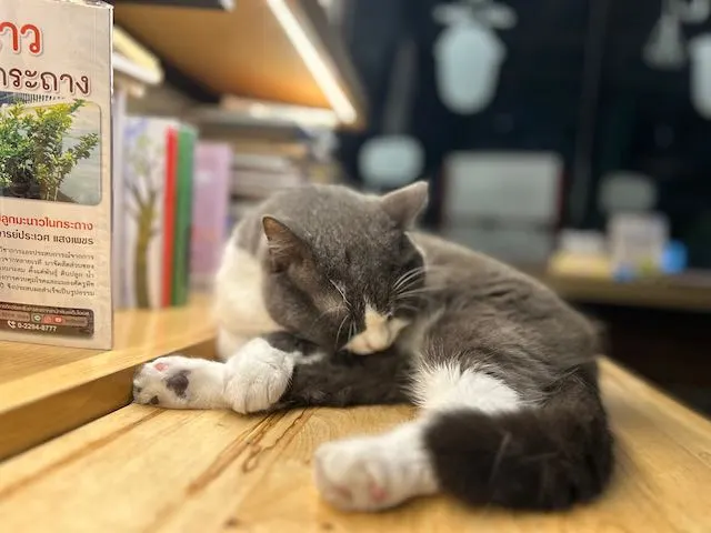 猫のいるカフェ