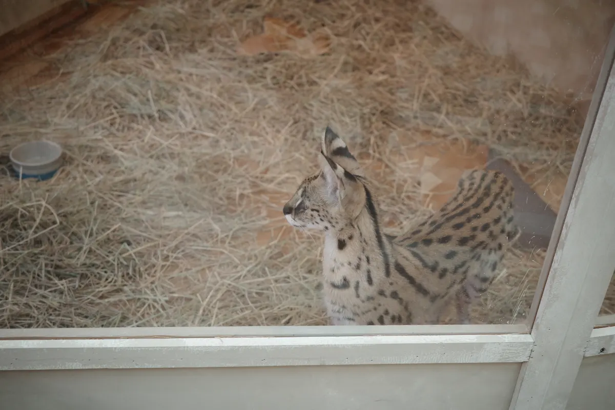 シーコンスクエアの動物園に行ってきた話