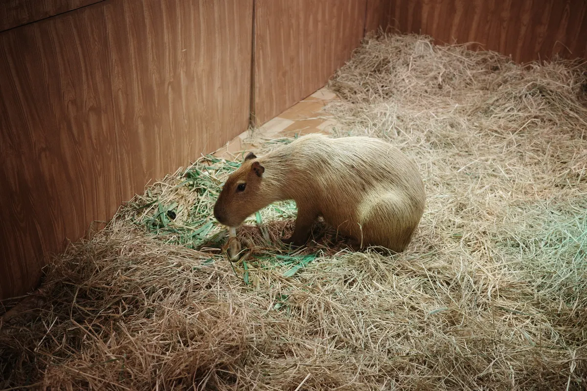 シーコンスクエアの動物園に行ってきた話
