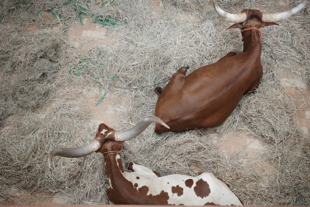 シーコンスクエアの動物園に行ってきた話