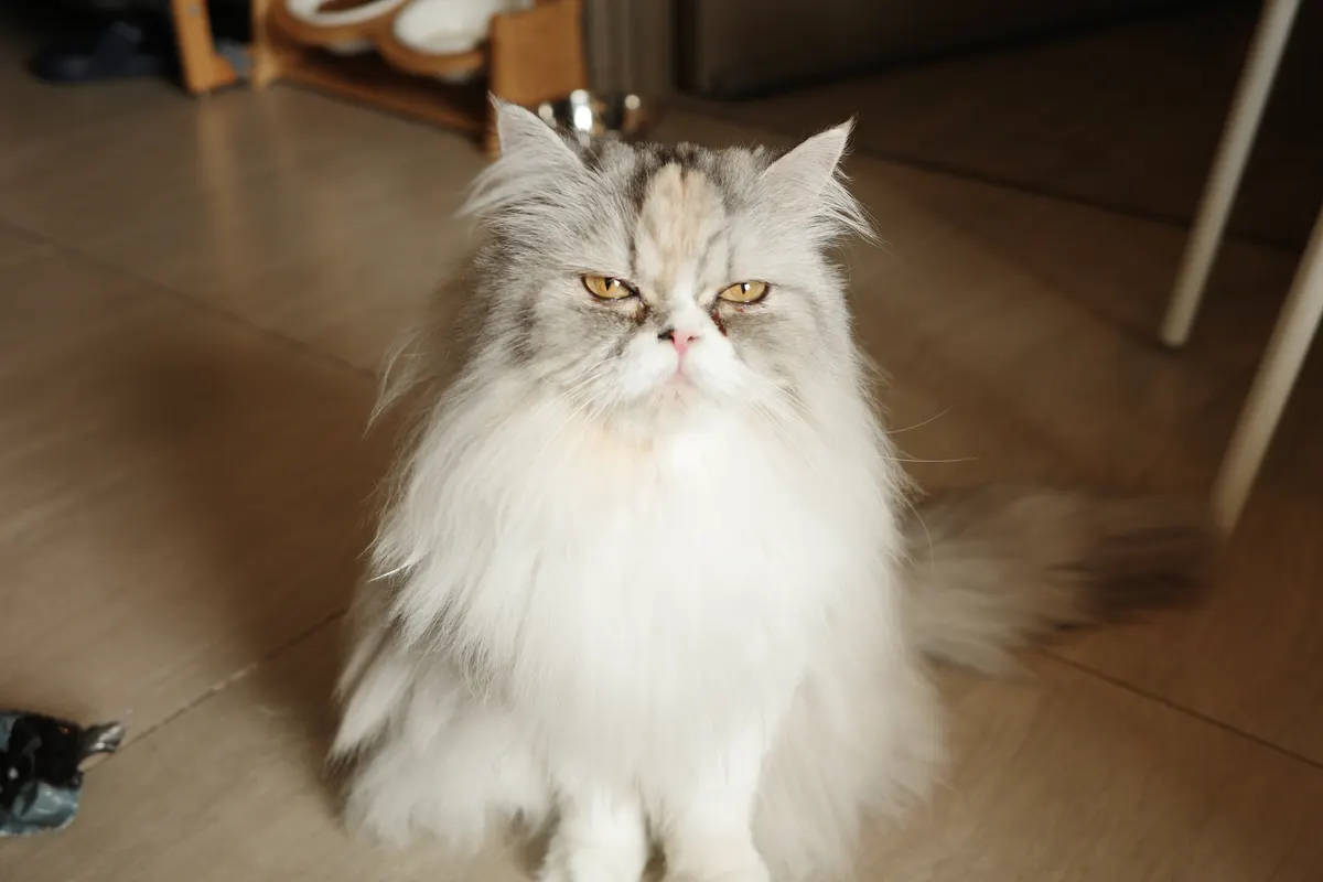 飼っている猫
