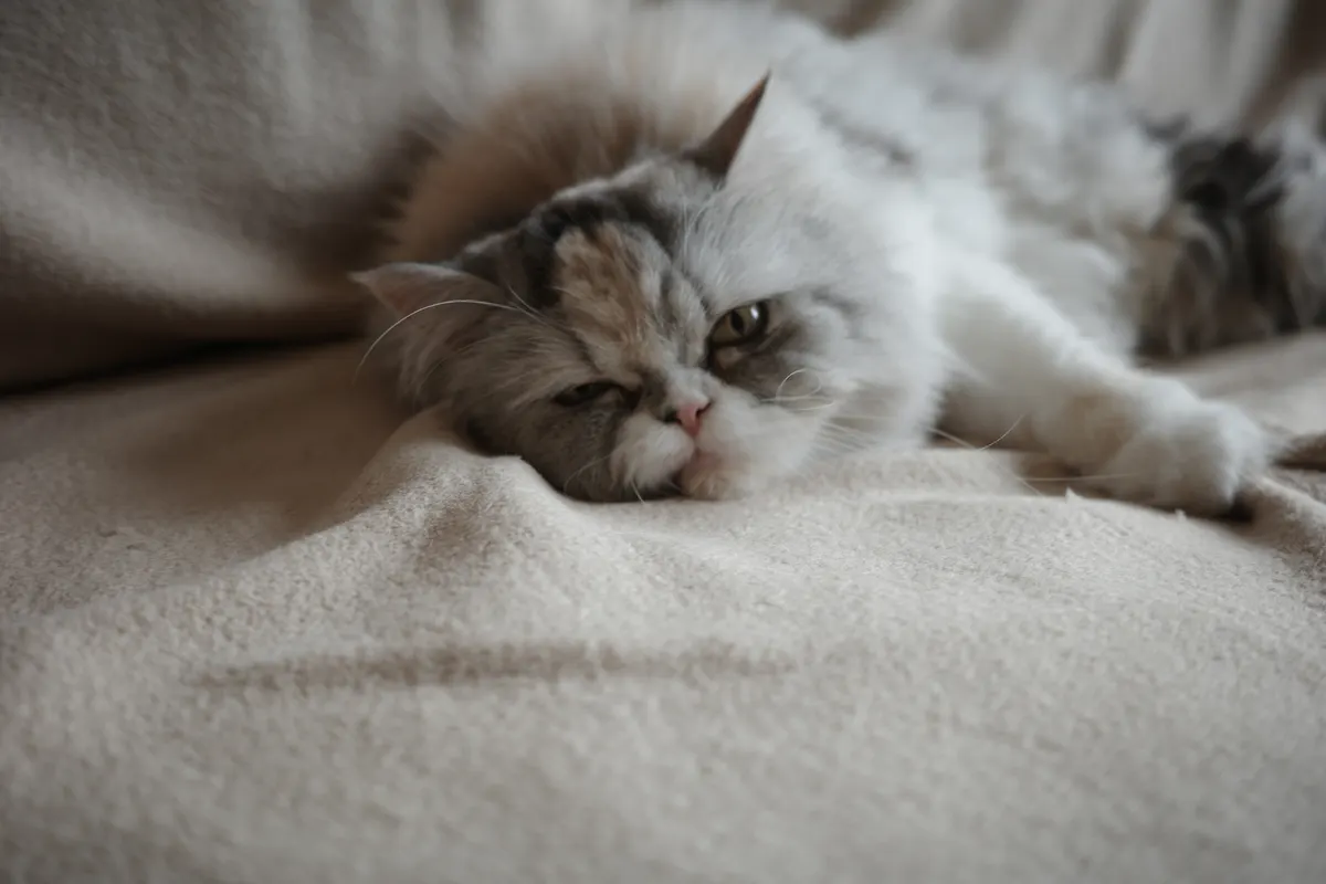 飼っている猫