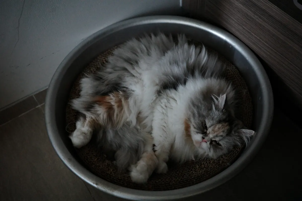 飼っている猫
