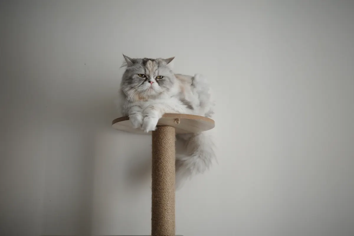 飼っている猫