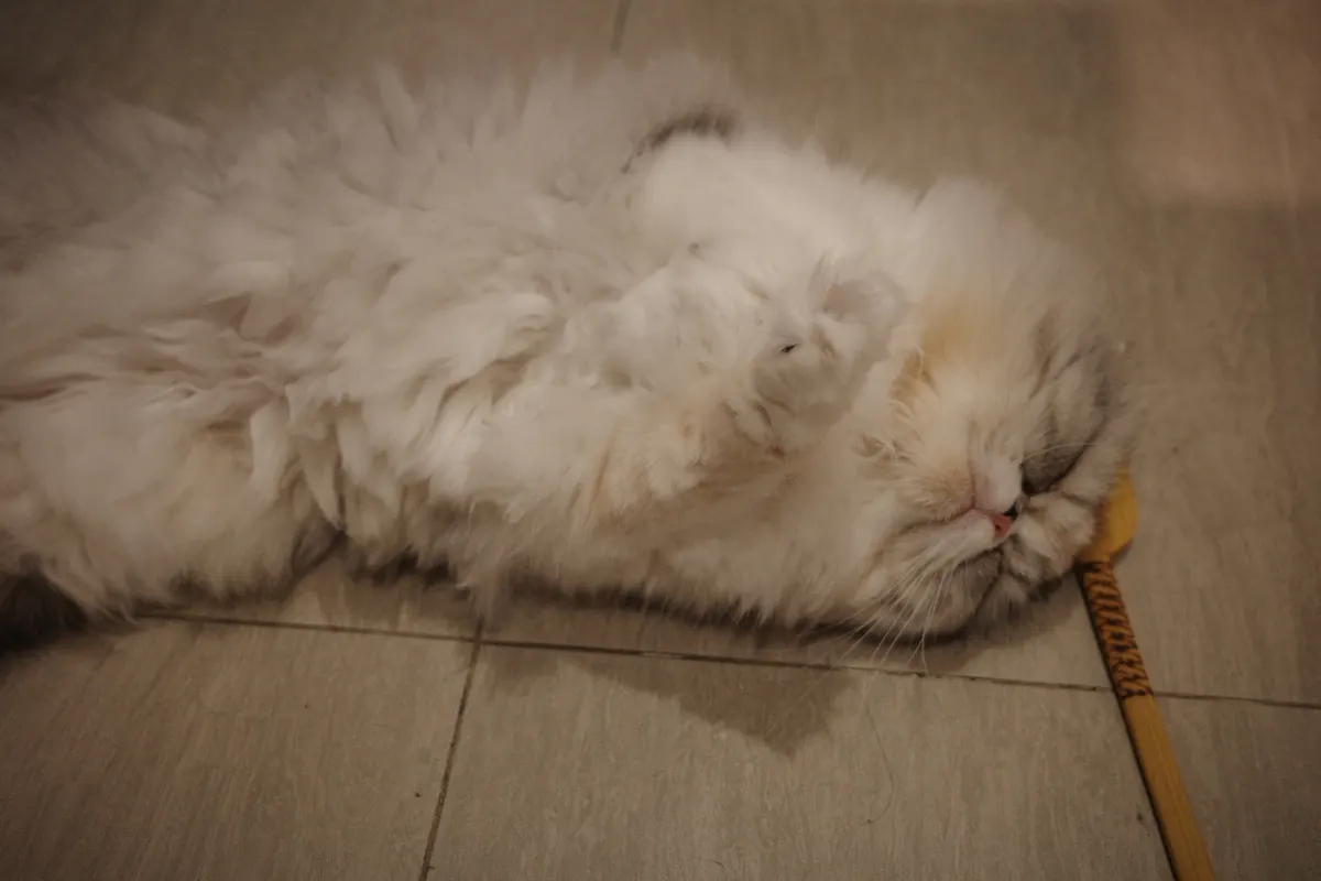飼っている猫