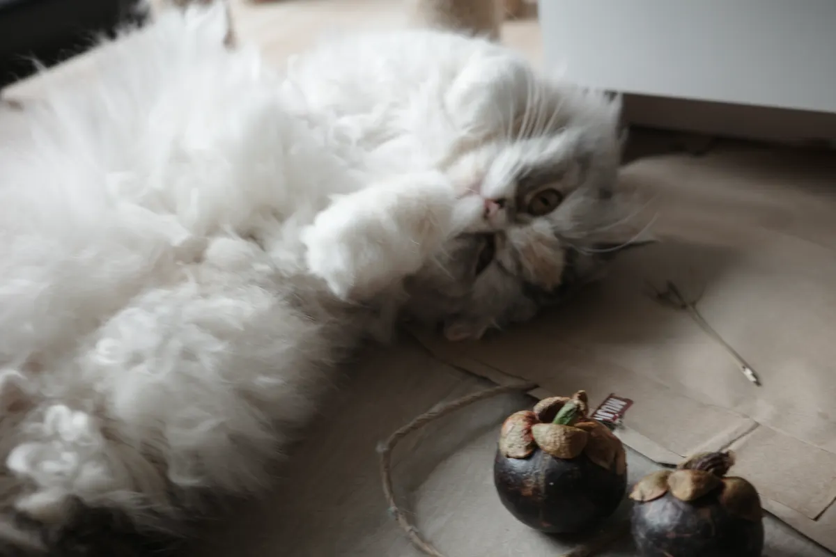 飼っている猫