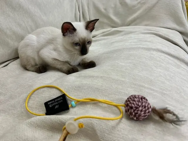 タイで猫を飼うまでの話