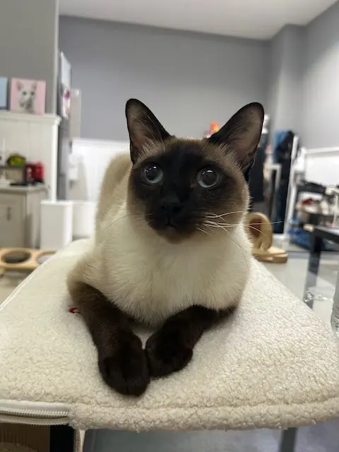 タイで猫を飼うまでの話
