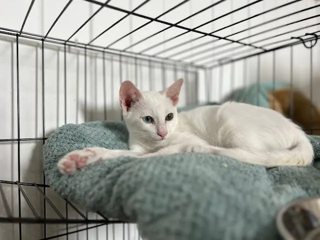 タイで猫を飼うまでの話
