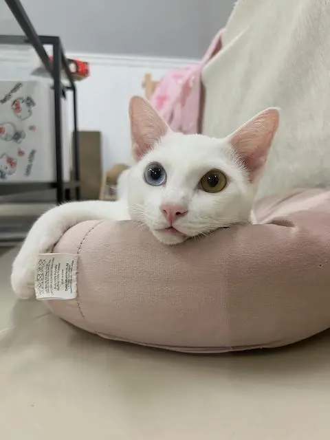 タイで猫を飼うまでの話