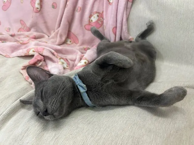 タイで猫を飼うまでの話