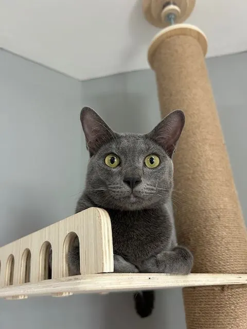 タイで猫を飼うまでの話