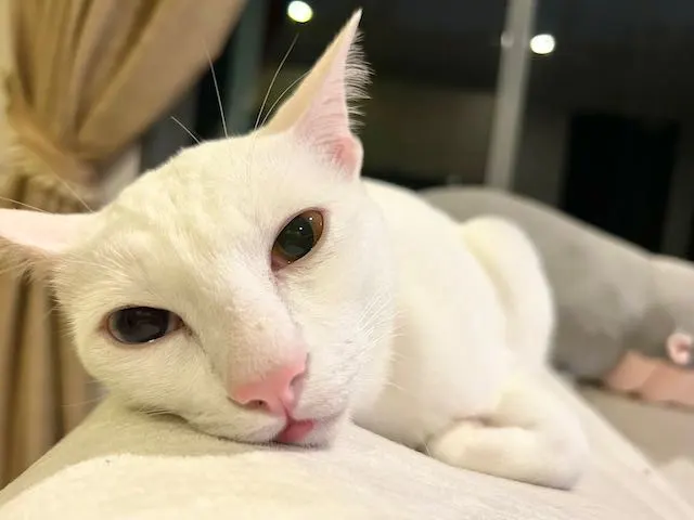 タイで猫を飼うまでの話